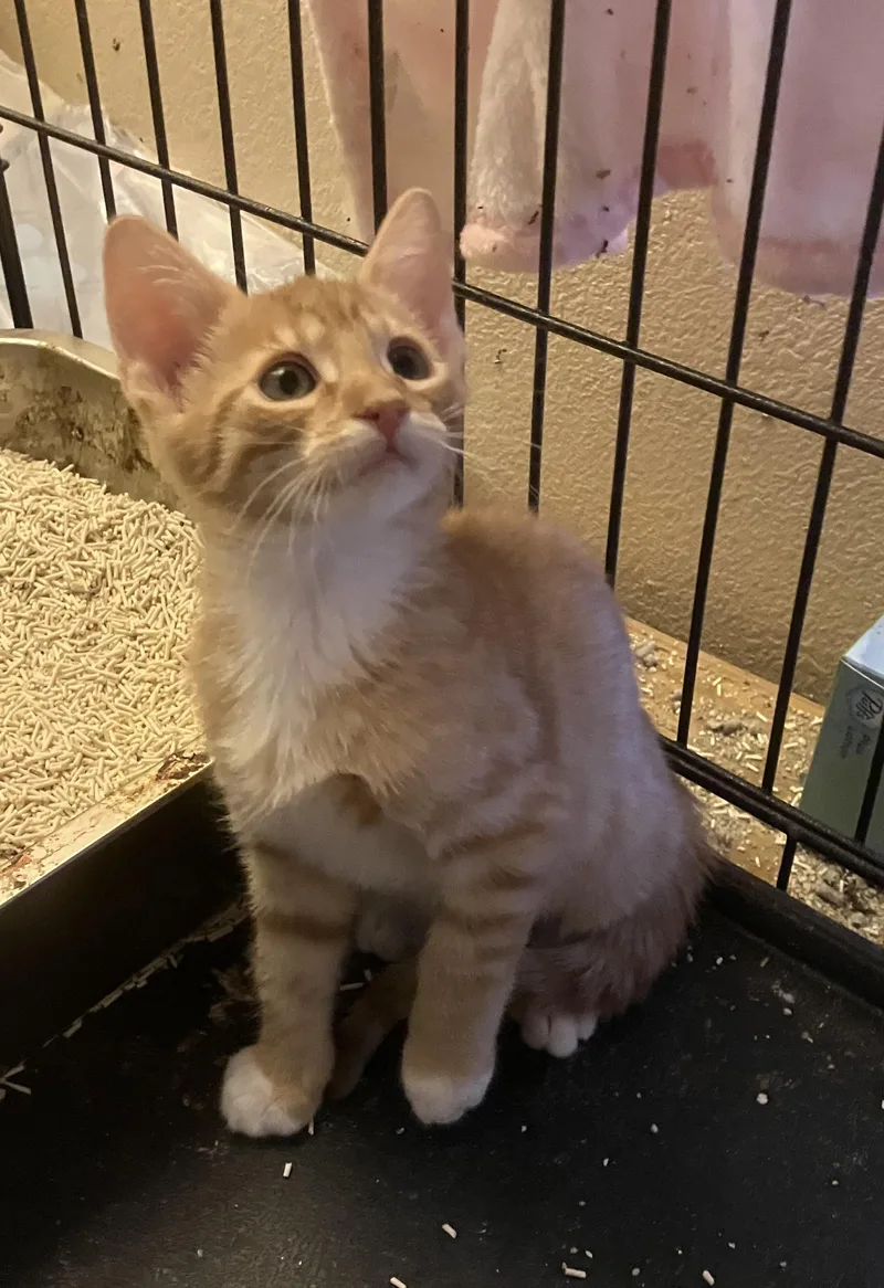 A baby small-sized male Orange & White Tabby cat named Salmon for adoption in Henderson, NV