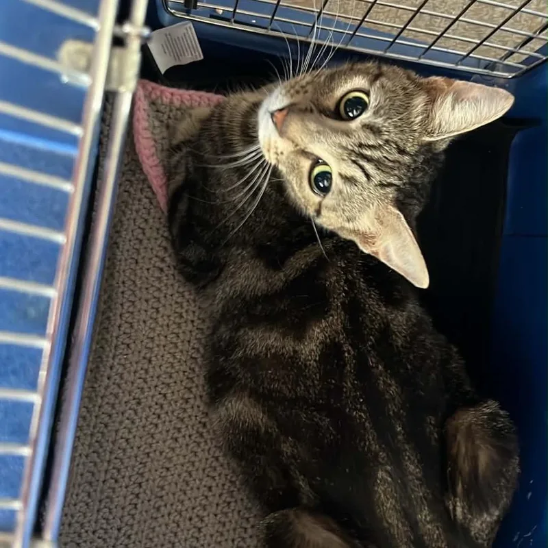 A young small-sized female Brown / Chocolate Domestic Short Hair cat named Duchess for adoption in Pasadena , MD