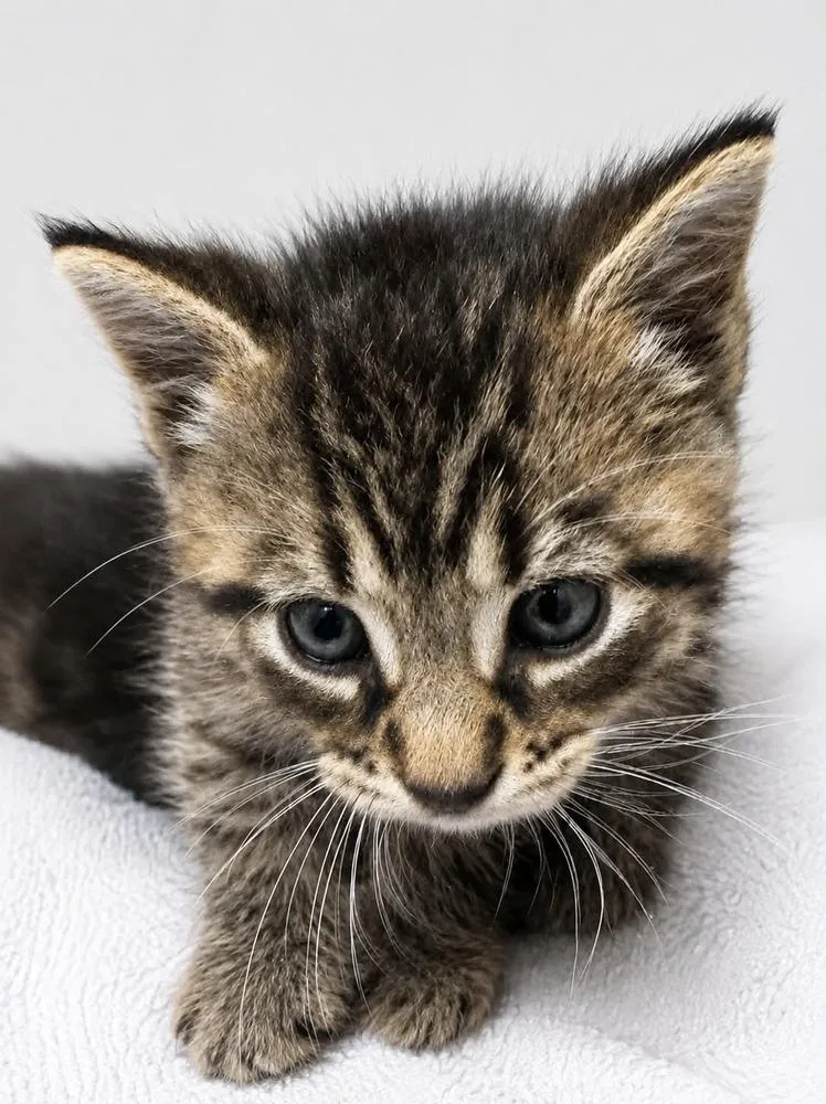 A baby small-sized male Brown / Chocolate Domestic Short Hair cat named Caleb for adoption in Evansville, IN