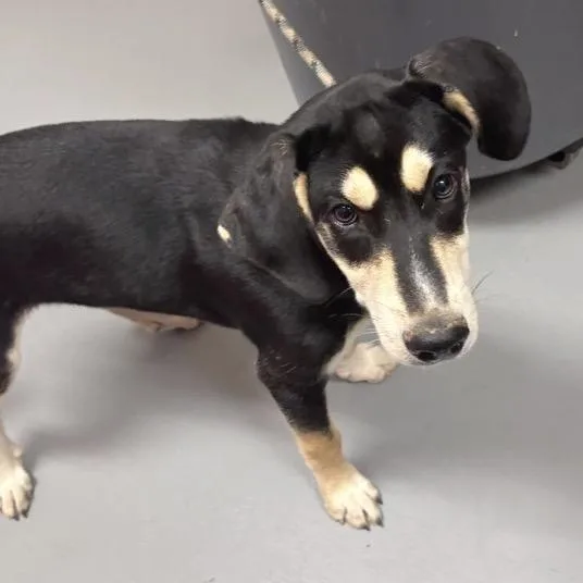 A baby medium-sized male Black Mixed Breed dog named Segundo for adoption in Asheville, NC