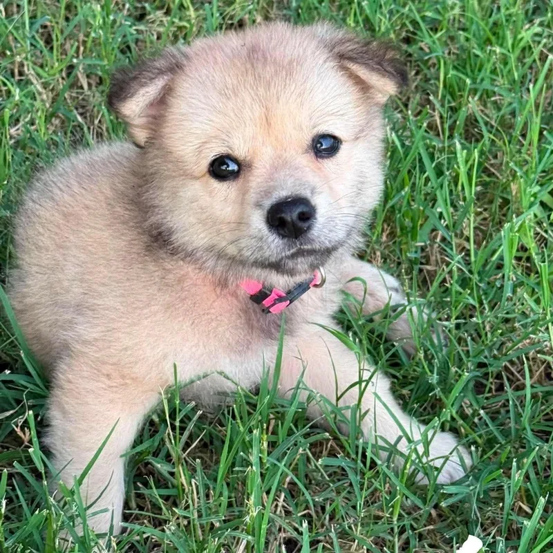 A baby medium-sized female Golden Retriever dog named Janis for adoption in PLAINFIELD, CT