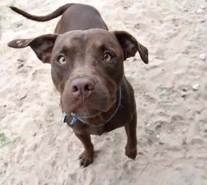 An adult medium-sized male Brown / Chocolate Labrador Retriever dog named Rufus for adoption in Inverness, FL