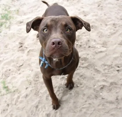 Rufus thumbnail 2