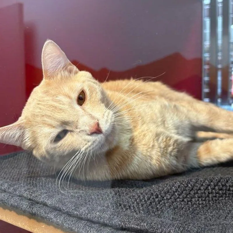 A senior medium-sized male Siamese cat named Prince for adoption in Lake Havasu City, AZ