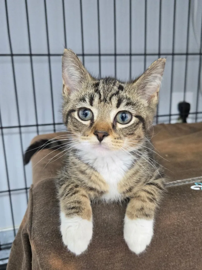 A baby medium-sized male Tabby (Gray / Blue / Silver) Domestic Short Hair cat named Micha for adoption in Mount Vernon, OH