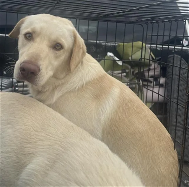 A young large-sized male Mixed Breed dog named Charmander for adoption in Dallas, TX
