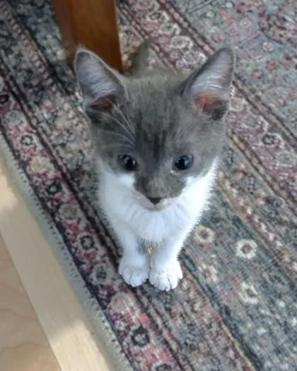 A baby small-sized male Domestic Short Hair cat named Zeus for adoption in Washington, DC