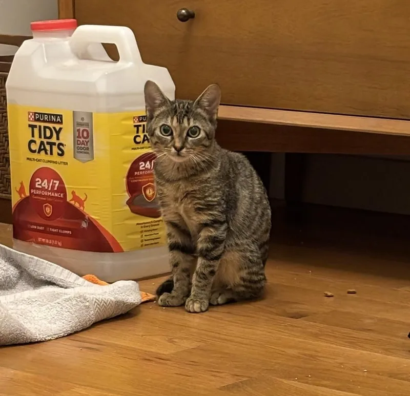 A baby small-sized female Domestic Short Hair cat named Sable for adoption in Thornton, CO