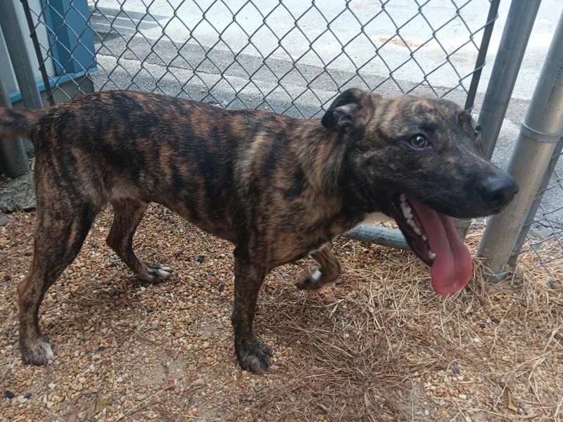 An adult medium-sized male Mixed Breed dog named Jase for adoption in North Little Rock, AR