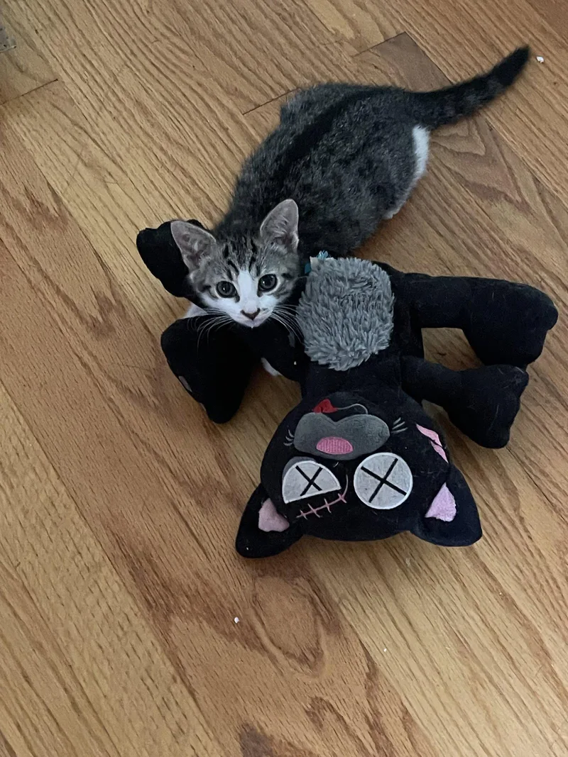 A baby medium-sized female Tabby cat named Keeper for adoption in Flint Hill, VA