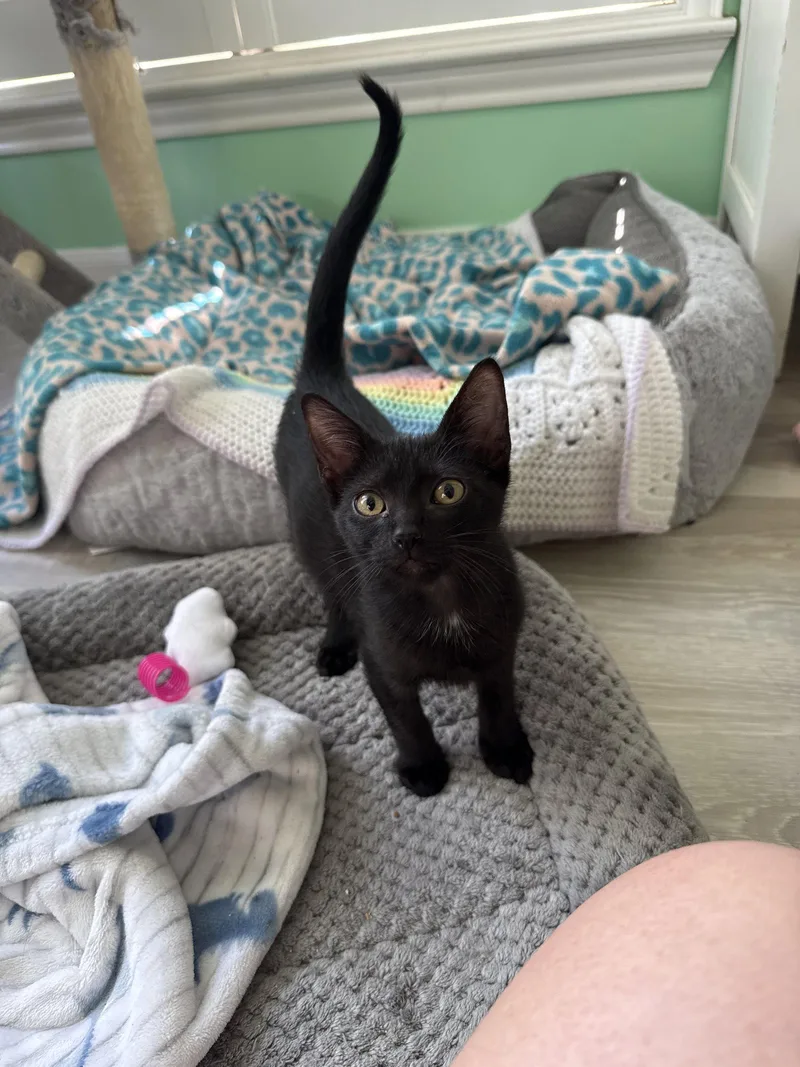 A baby medium-sized male Black Domestic Short Hair cat named Razzmatazz for adoption in Rosenberg, TX