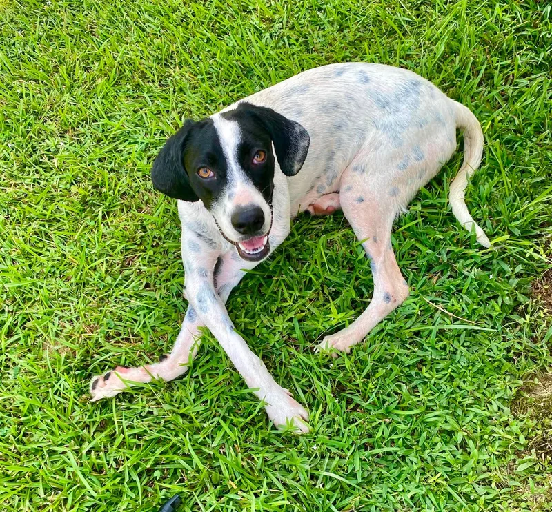 A baby medium-sized male Mixed Breed dog named Ted for adoption in Northwood, NH