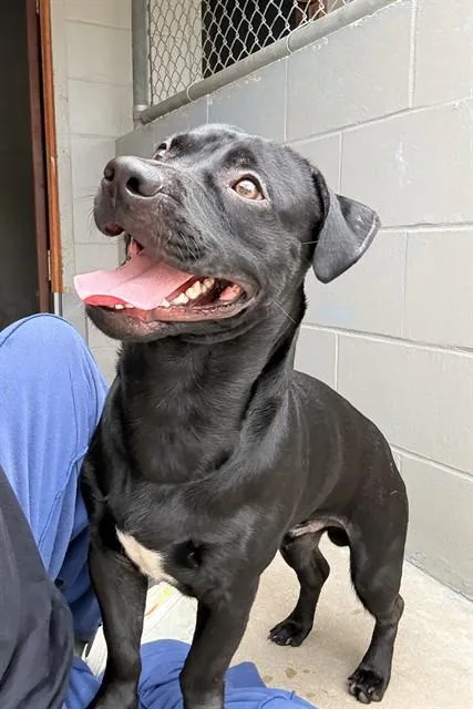 A young medium-sized male Labrador Retriever dog named Fat Fat for adoption in Killeen, TX