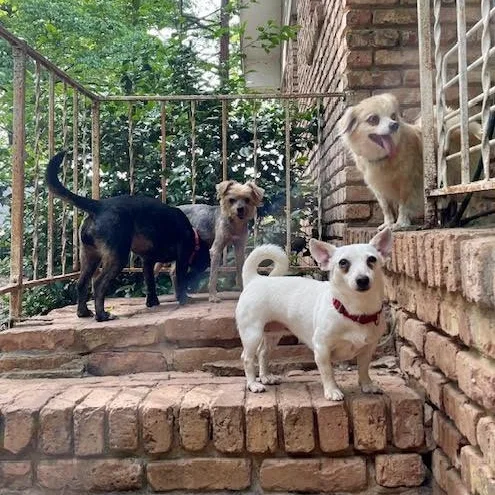 A senior small-sized female White / Cream Chihuahua dog named Persimmon for adoption in Hopkinton, MA