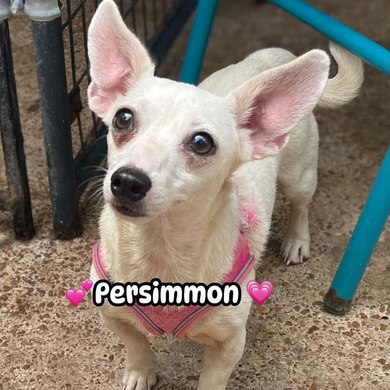 Persimmon thumbnail 3