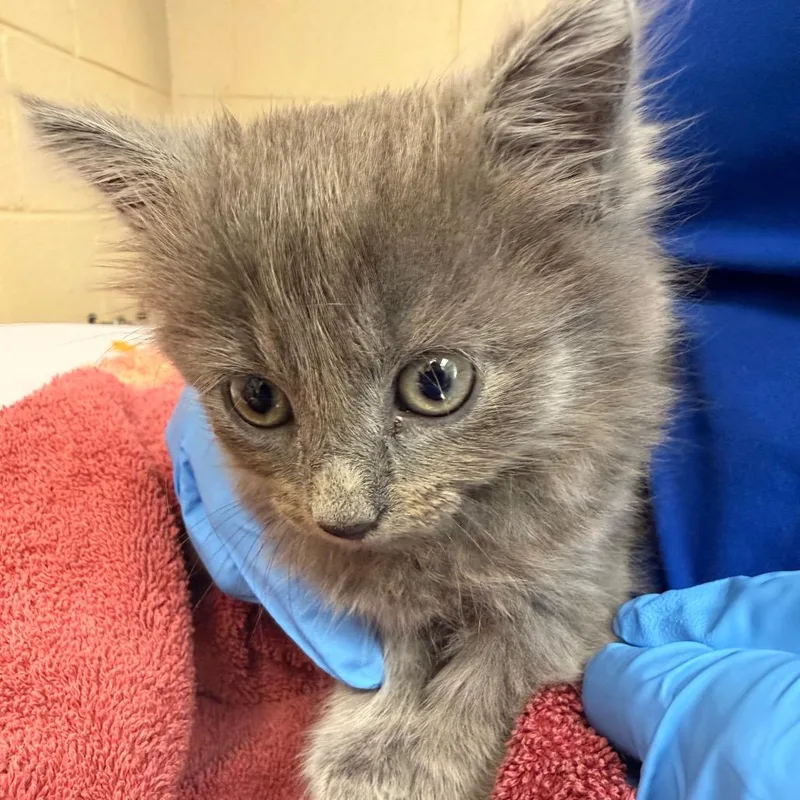 A baby small-sized male Gray / Blue / Silver Domestic Long Hair cat named Aries for adoption in Troy, VA