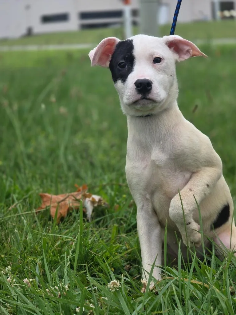 A baby medium-sized female Catahoula Leopard Dog dog named Merida for adoption in Huntington, IN