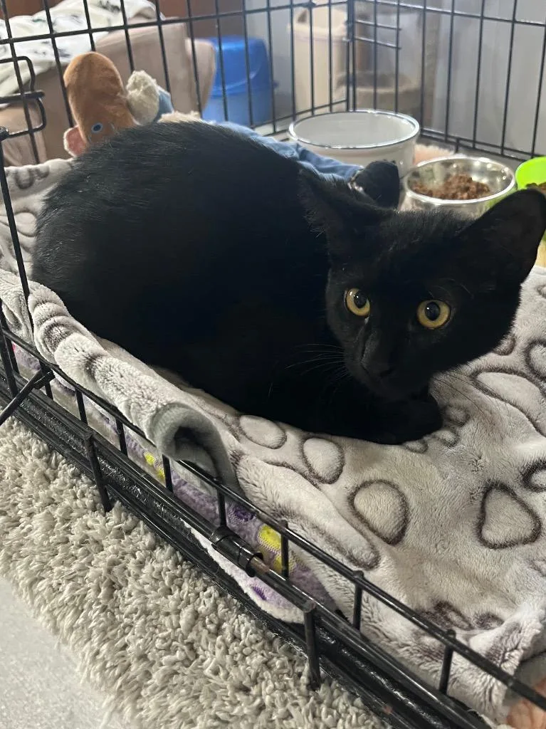 A baby small-sized female Burmese cat named Pepper for adoption in Kell, IL