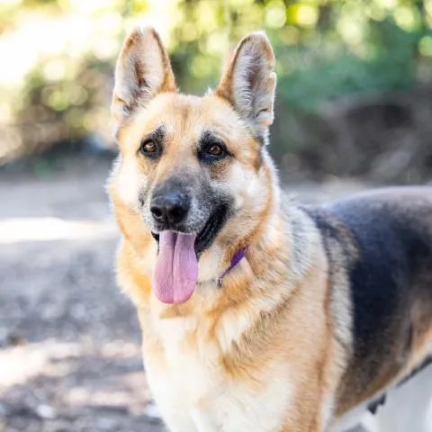An adult large-sized female German Shepherd Dog dog named Maya for adoption in Camarillo, CA