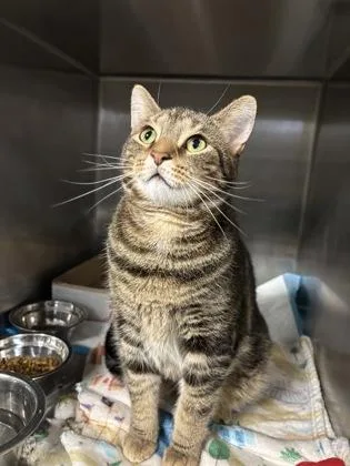 An adult large-sized male Tabby (Brown / Chocolate) Domestic Short Hair cat named Vox for adoption in Lafayette, IN