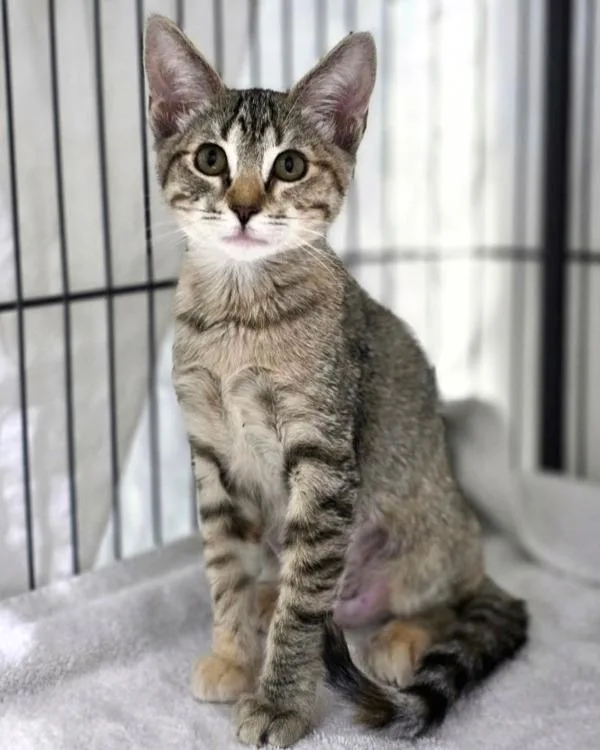 A baby small-sized female Domestic Short Hair cat named Diamond for adoption in Novato, CA