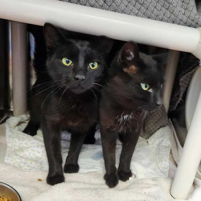 A young medium-sized male Black Domestic Short Hair cat named Toothless for adoption in Grand Rapids, MI