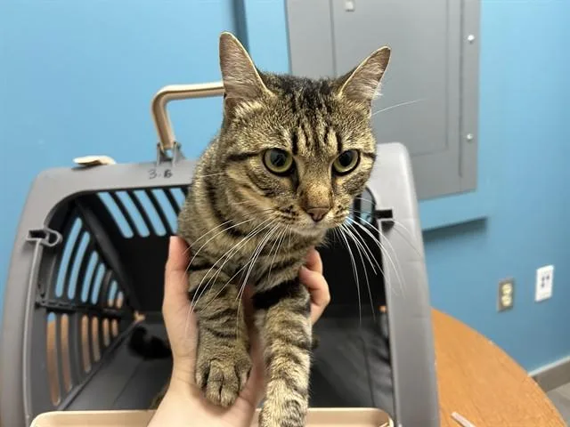 An adult large-sized male Domestic Short Hair cat named Lychee for adoption in Garland, TX