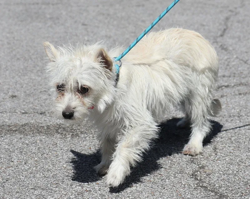 A young small-sized female White / Cream Wirehaired Terrier dog named Lori for adoption in Kansas City, KS
