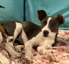 A baby medium-sized female Gray / Blue / Silver Terrier dog named Kristy for adoption in Paris, KY
