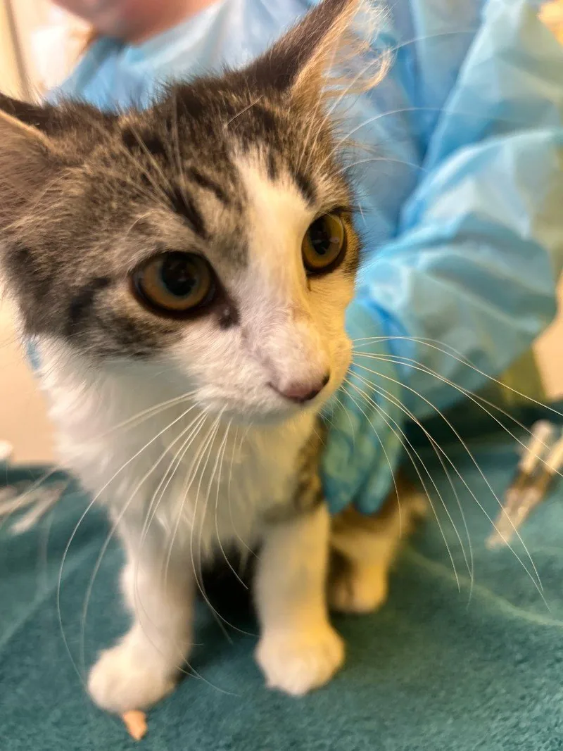 A baby small-sized female Tabby (Gray / Blue / Silver) Domestic Long Hair cat named Lacey for adoption in Raleigh, NC