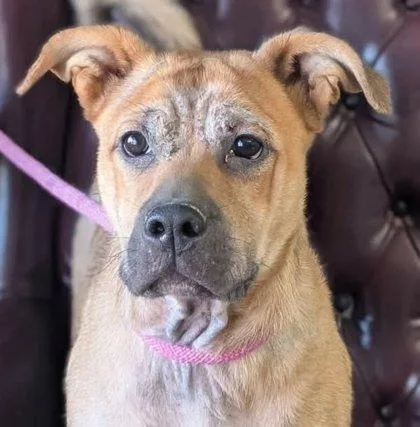 A baby large-sized male Boxer dog named Fornell for adoption in La Harpe, KS