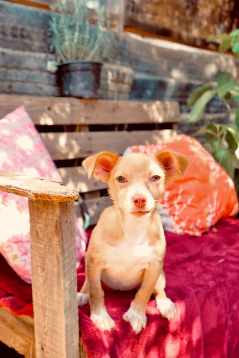 A baby small-sized female Chihuahua dog named Cherry for adoption in San Diego, CA