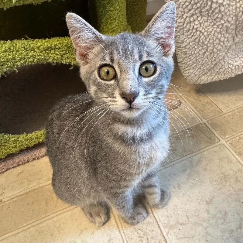 A baby small-sized male Gray / Blue / Silver Domestic Short Hair cat named Avatar of Woe for adoption in Fredericksburg, VA