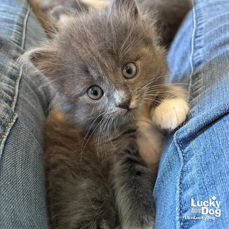 Mr. Jupiter thumbnail 2