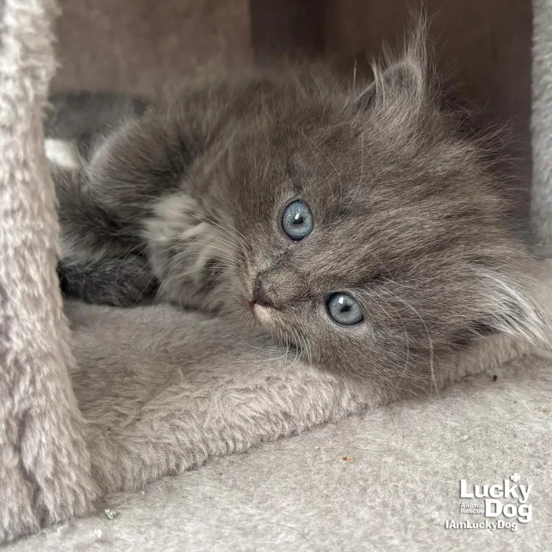 Mr. Jupiter thumbnail 3