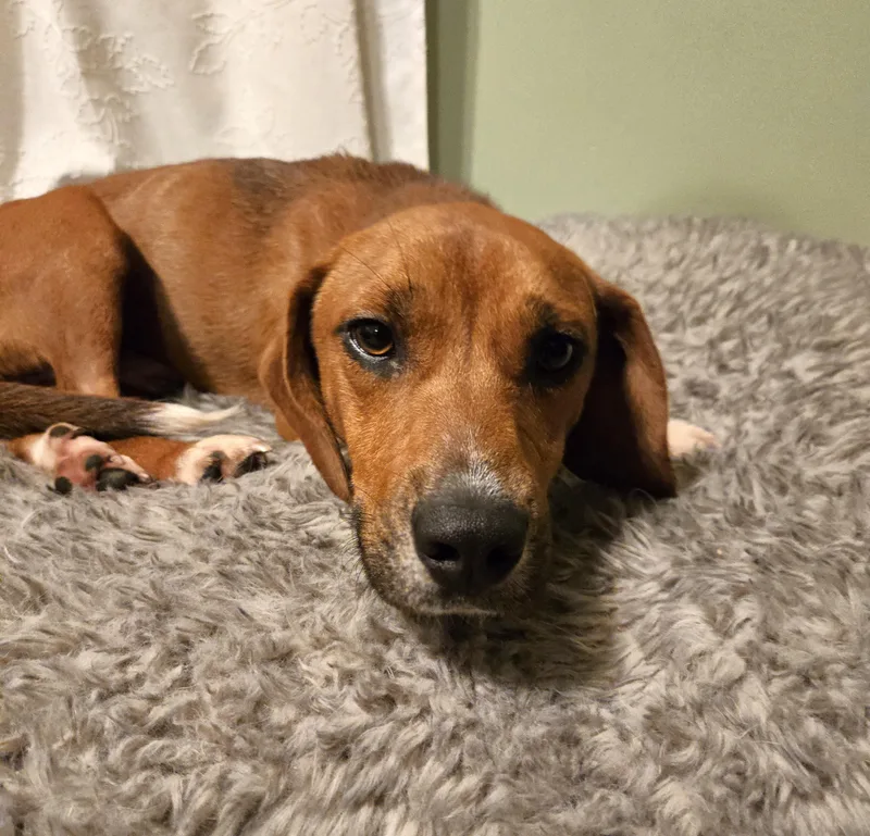 A young medium-sized male Hound dog named Cisco for adoption in Palatine, IL
