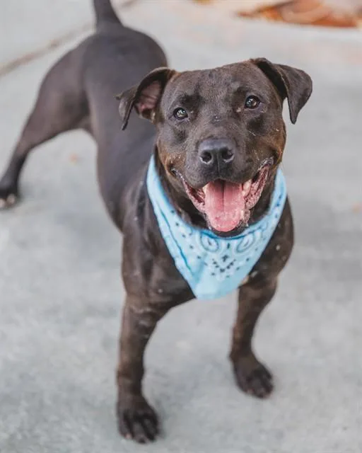 An adult large-sized male Terrier dog named Victor for adoption in Miami, FL