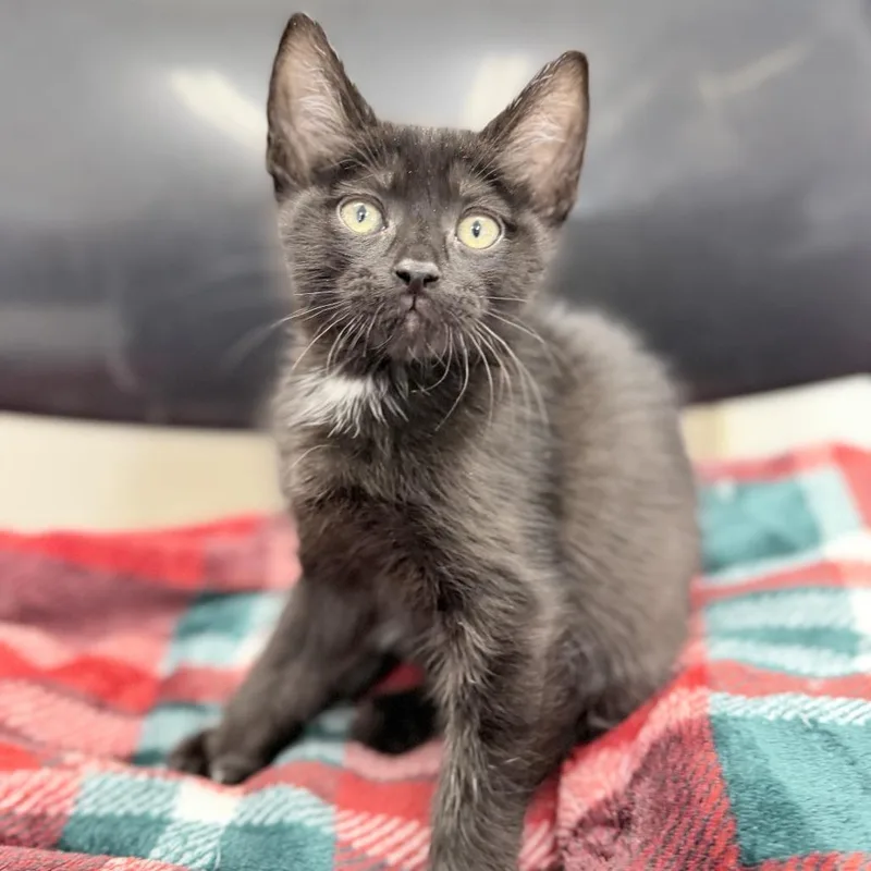 A baby small-sized male Black Domestic Short Hair cat named Jasper for adoption in Medford, OR