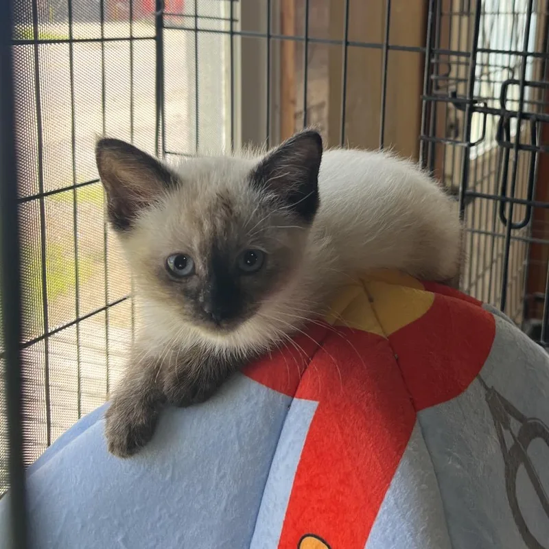 A baby small-sized female Cream / Ivory Siamese cat named Marshmellow for adoption in Pittsburg, KS