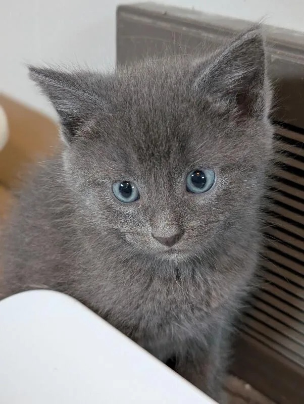 A young medium-sized male Gray / Blue / Silver Domestic Short Hair cat named Julian for adoption in Adrian, MI