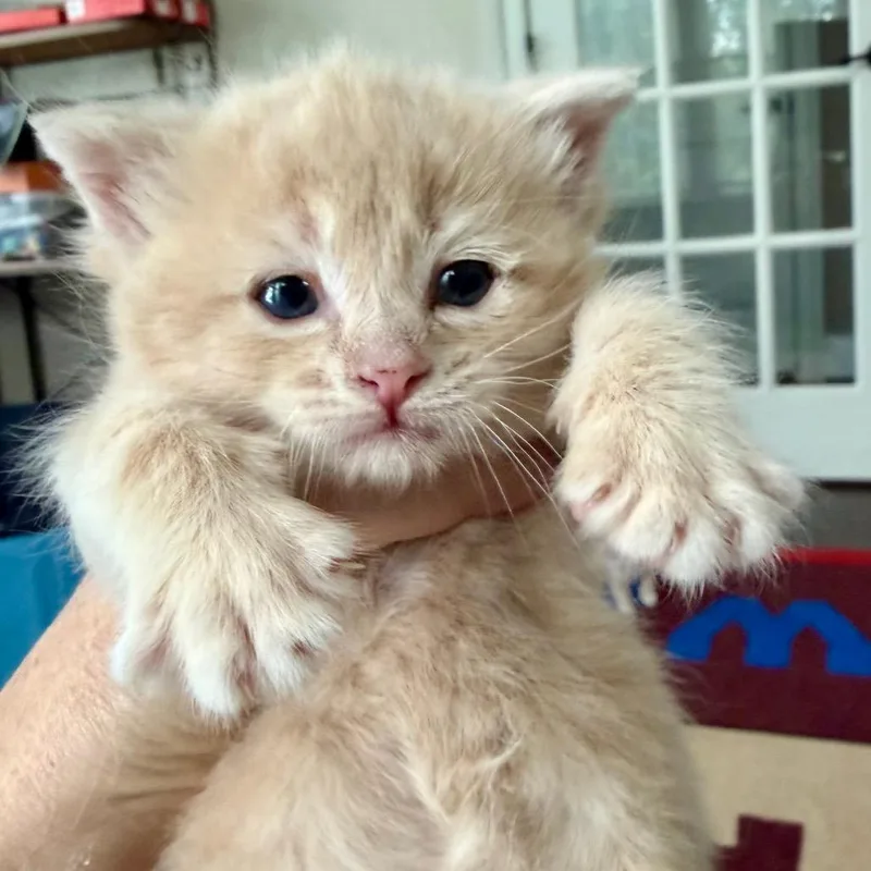 A baby small-sized female Buff / Tan / Fawn Domestic Short Hair cat named Laney for adoption in Aldie, VA