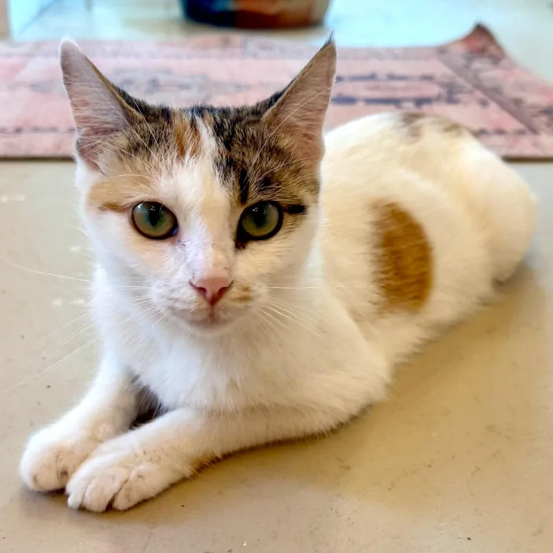 A young medium-sized female Domestic Short Hair cat named Wittle Old Lady for adoption in Austin, TX