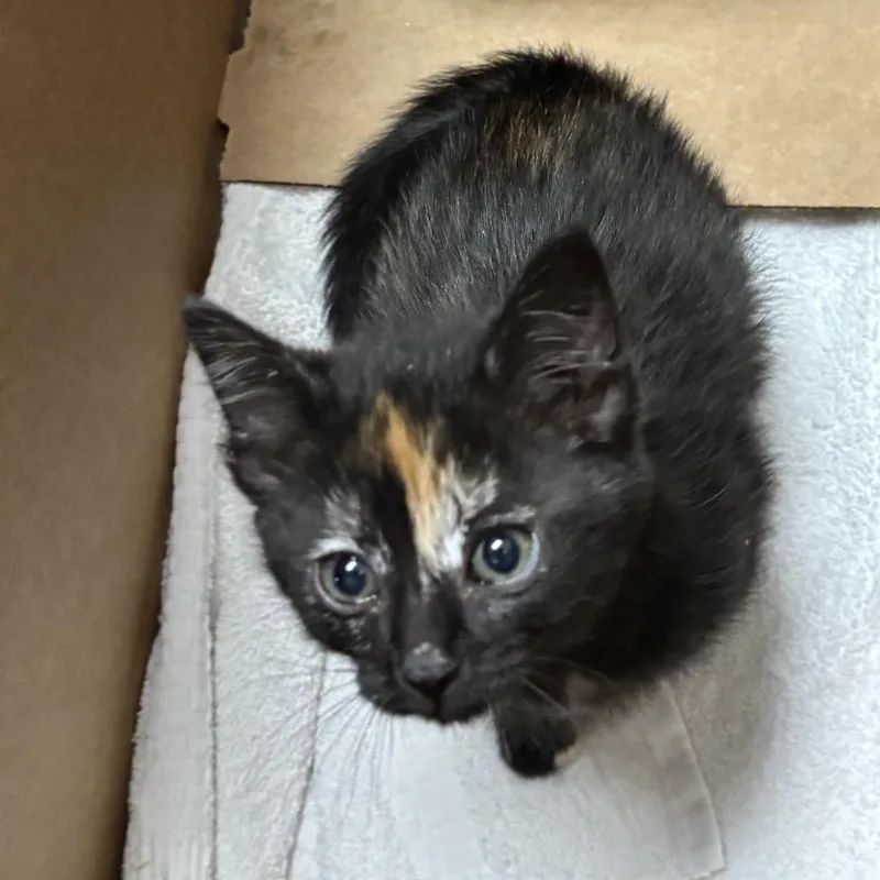 A baby small-sized female Tortoiseshell Domestic Short Hair cat named Dottie for adoption in Houston, TX