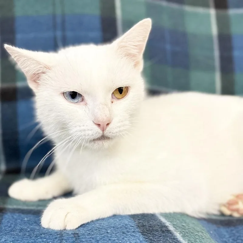 An adult medium-sized female White Manx cat named Mama Bobbie for adoption in Mount Juliet, TN