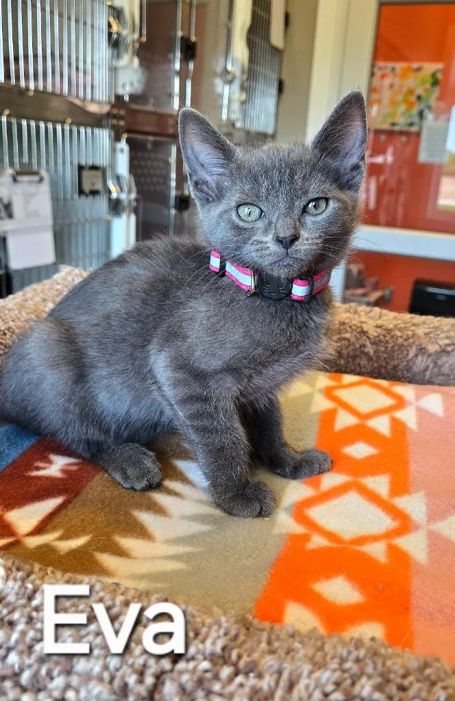 A baby small-sized female Domestic Short Hair cat named Eva for adoption in Sidney, OH