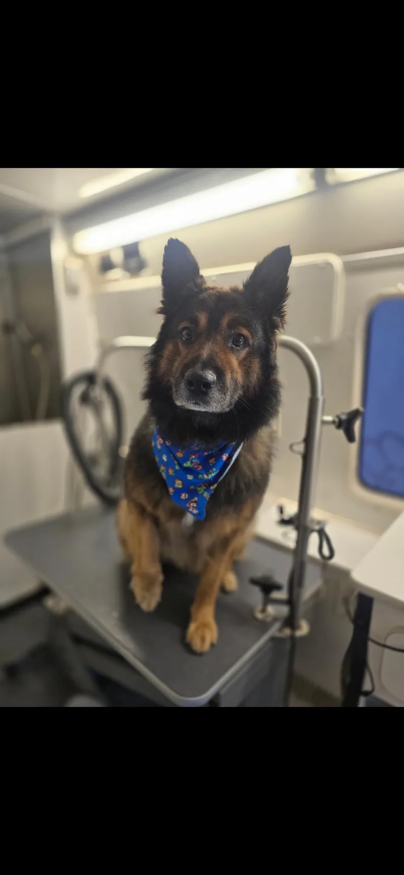 A senior medium-sized male German Shepherd Dog dog named Ralphie for adoption in West Hollywood, CA