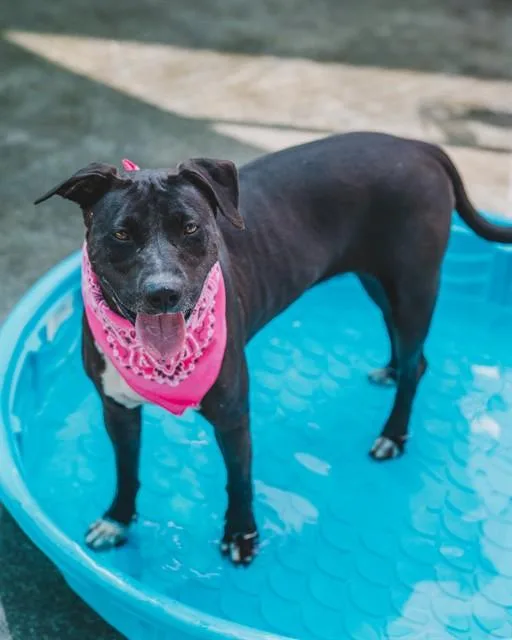 An adult large-sized female Pit Bull Terrier dog named Luna for adoption in Miami, FL