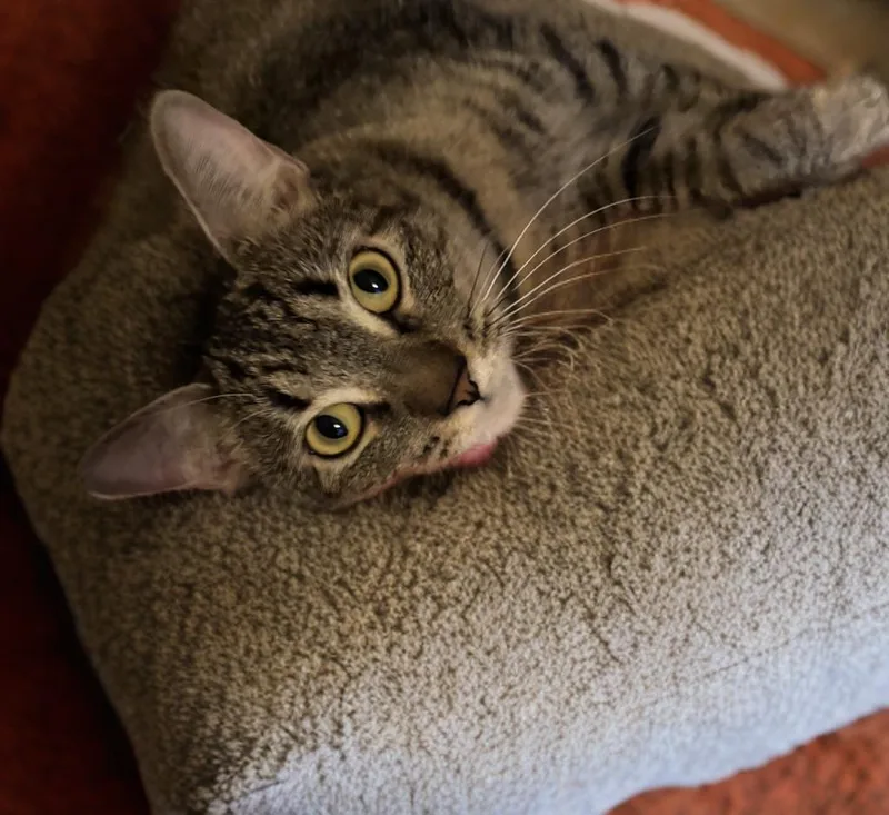 A young medium-sized female Tabby (Gray / Blue / Silver) Domestic Short Hair cat named Sadie for adoption in Gilbert, AZ