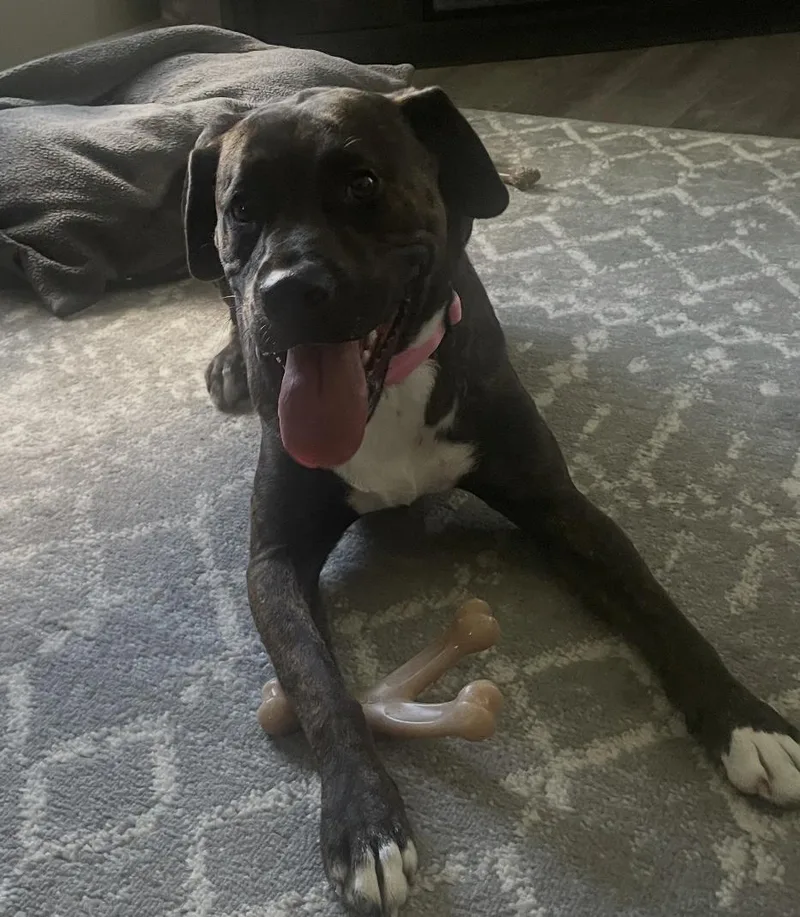 An adult medium-sized female Boxer dog named Broulee for adoption in Aurora, IL