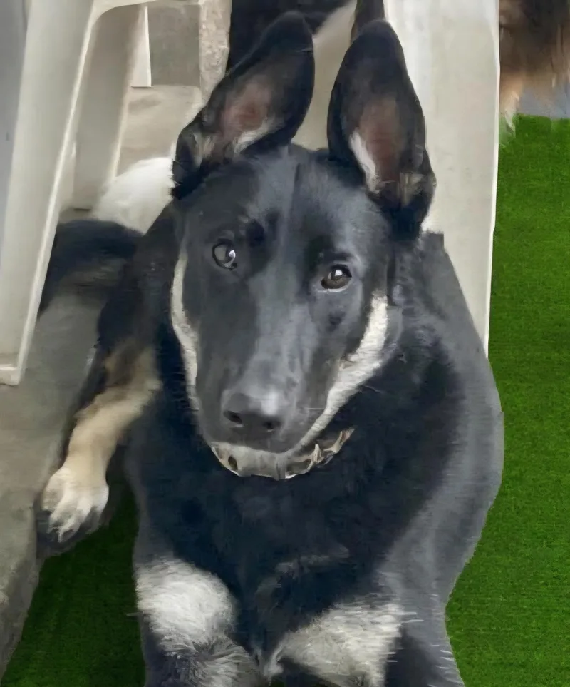 Nova
